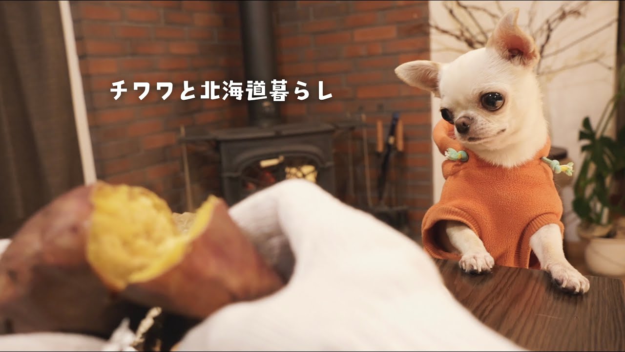 【冬に楽しむ犬おやつ】ヨーグルトアイス添えの焼き芋／雪かき／いつになったらできる？手編み帽子