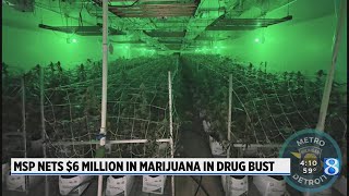 MSP nets $6 million in marijuana in grow operation bust