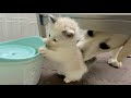 必死に背伸びして給水器で水を飲む保護子猫と心配そうなラブラドール
