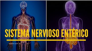 Nervioso mejorar el entérico sistema