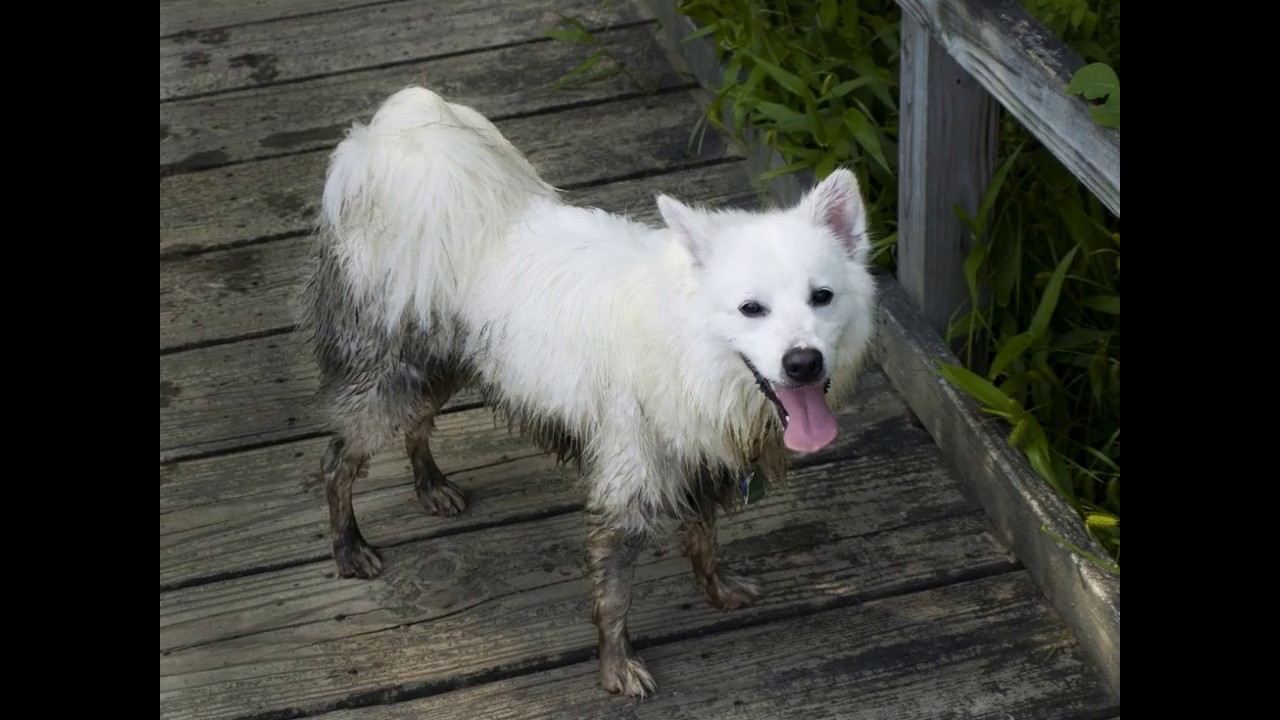 Jenis Anjing American Eskimo Dog Youtube
