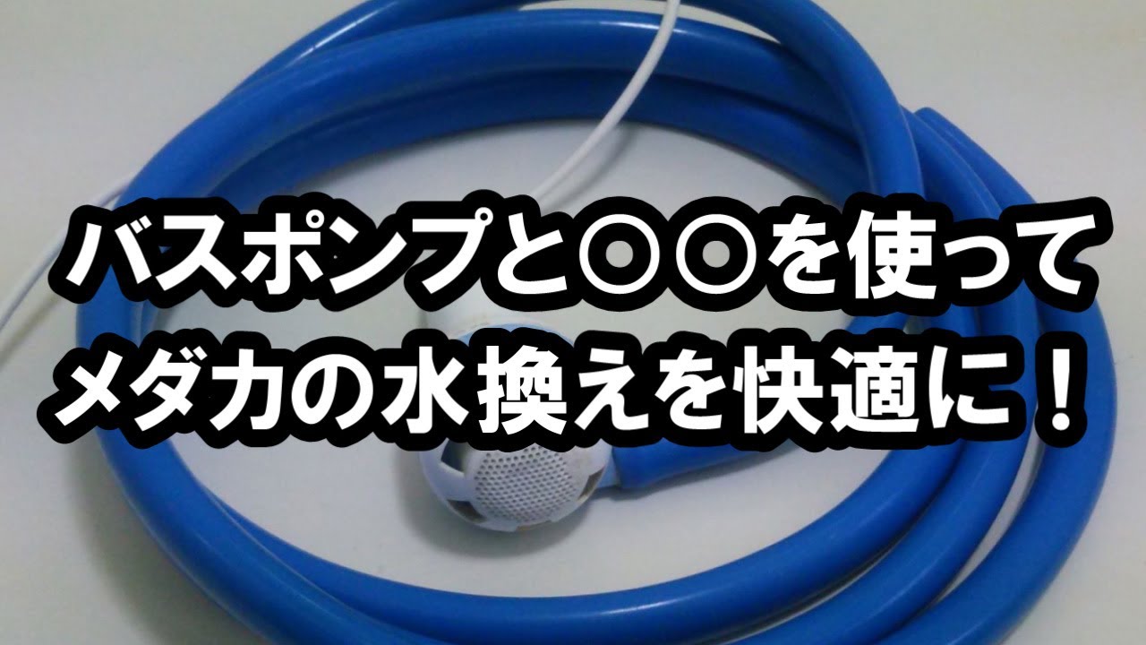 メダカ 飼育 バスポンプと を使ってメダカの水替えを快適に 滋賀県のメダカ販売店 めだか藁屋 高木正臣 Youtube