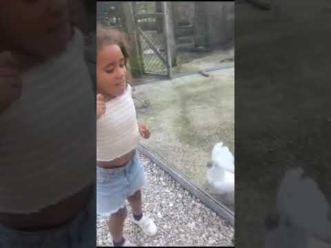 Cockatoo Dancing with the Rhythm of Music ll Must Watch ll Backpacker Paul ll