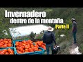 ¡¡INCREIBLE!! jitomates en el corazón de la montaña | Invernadero de madera mexicanos creativos