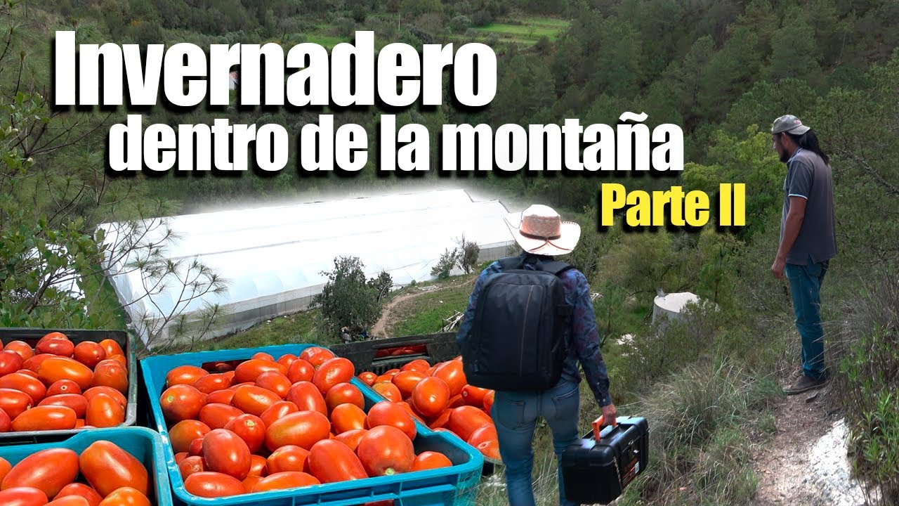 ¡¡INCREIBLE!! jitomates en el corazón de la montaña | Invernadero de madera mexicanos creativos