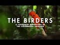 THE BIRDERS | A feathered adventure in the Colombian Amazon.