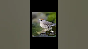 صوت عصفور التين التيان خوري وشماس Blackcap Call Sound Birds تيان Blackcap Hunting صيد طيور صيد 