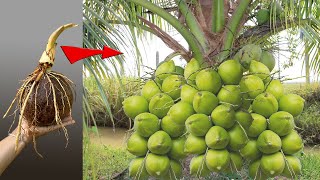 New way of grafting coconuts to get more fruit in a short time | How to grow coconut