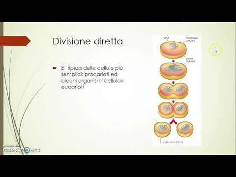 Video: Differenza Tra Ceppo Cellulare Della Linea Cellulare E Tipo Di Cellula