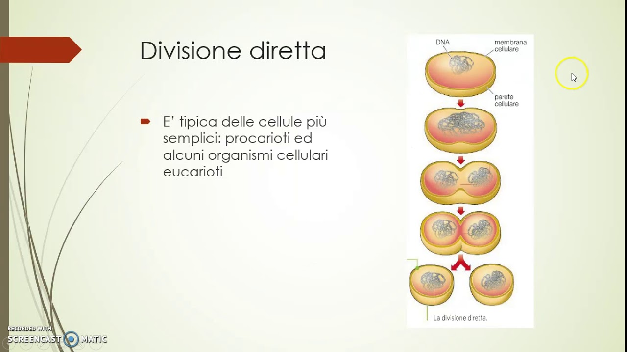 Cellulla Procariote Eucariote E Divisione Cellulare Youtube