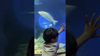 Hello How are you? | Apu is at the Aquarium | Kids Song | #shots  #kidsvideo  #fundaykid