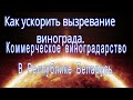 Как ускорить вызревание винограда Беларусь