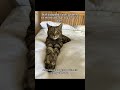 all worth it.#catlover #sheltercat #adoptdontshop #catsoftiktok