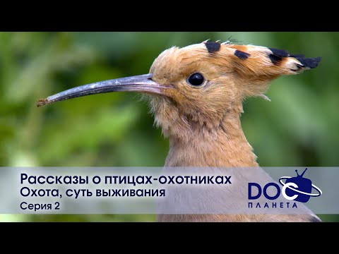 Видео: Рассказы о птицах-охотниках - Фильм 2. Охота, суть выживания - Документальный фильм