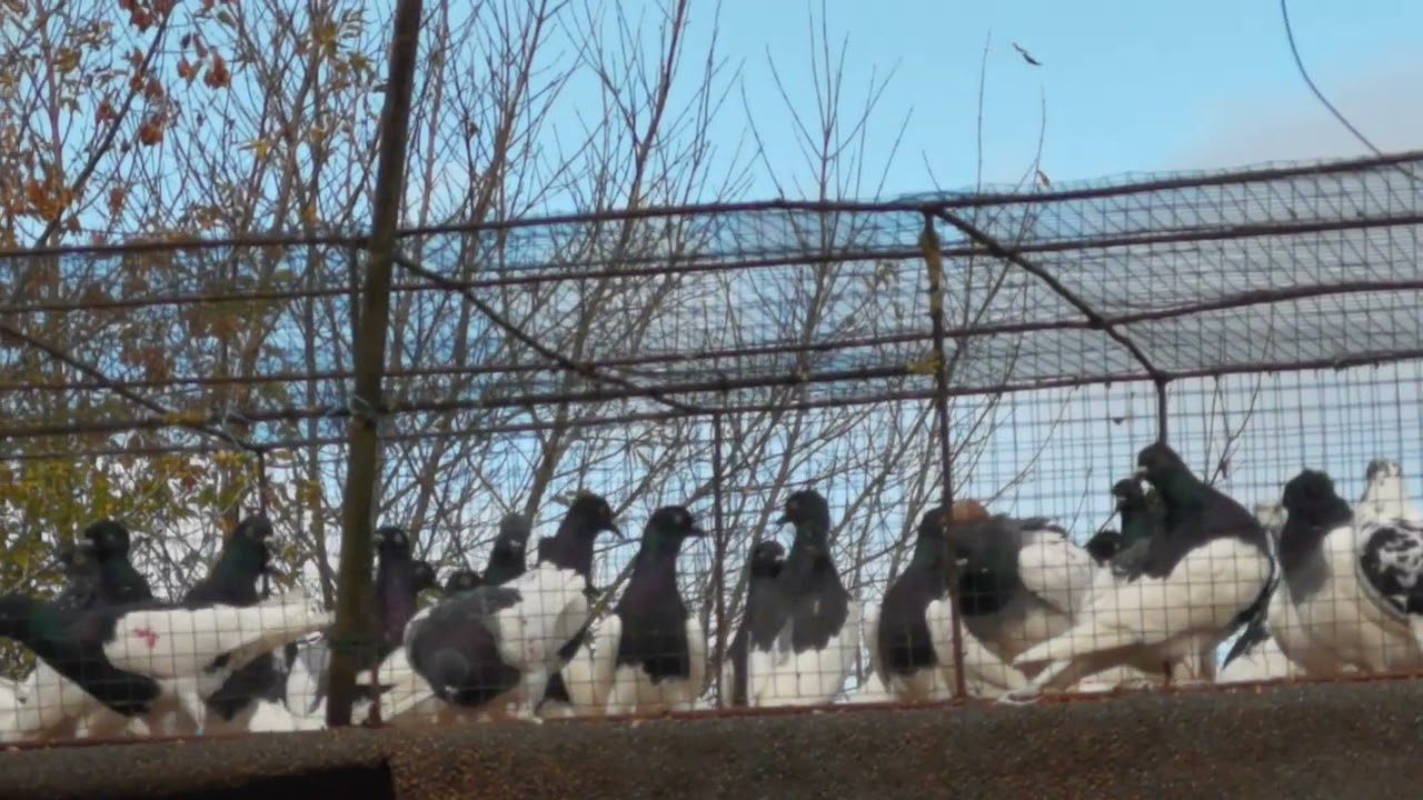 Kupiony lot. Lotowane do 20km. 14.10.2025