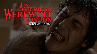 An American Werewolf In London 4K Uhd - Transformation Scene High-Def Digest