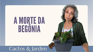 Porque as begônia morreu?