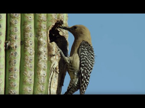Video: Vilken fågel äter honungsbin?