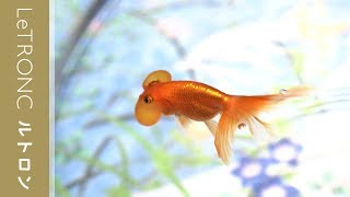 水中楽園aquarium 時之栖美術館 観光バンク