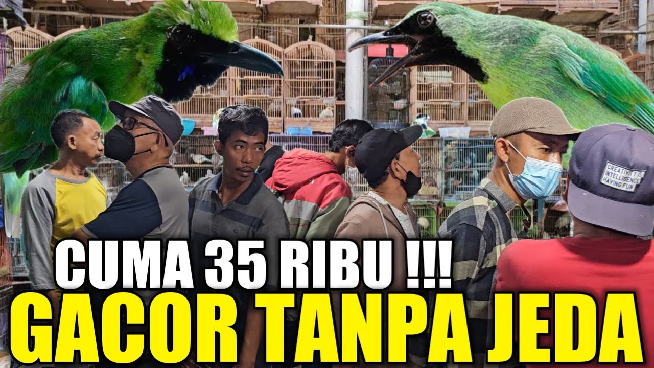 BURUNG HARGA 35 RIBU RASA 5 JUTA, BURUNG GACOR TANPA JEDA BUKAN BURUNG ...