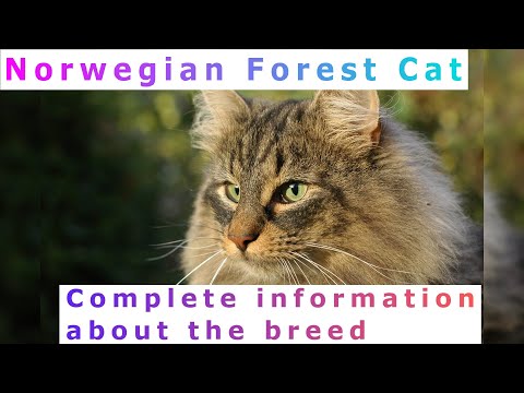 Norwegian Forest Cat. Pros and Cons, Price, How to choose, Facts, Care, History
