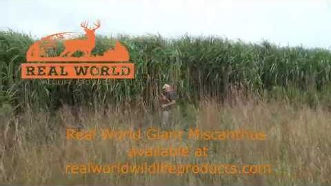 Real World Giant Miscanthus
