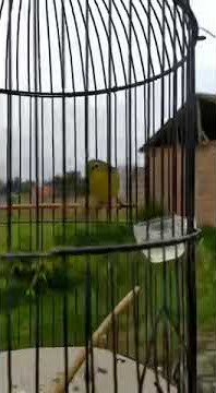 PLECI KILER BOY Amunisi G12 Dari Team Kolor balap Jember ‼️Tembakan Ngeriiiiiiiiii ‼️