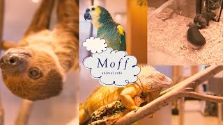 【公式】Moff animal cafe 紹介動画