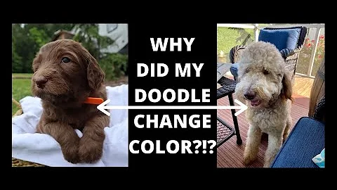 Why is my black Labradoodle turning grey?