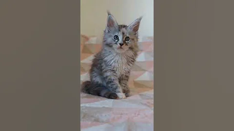 Watch the video about Elegant Maine Coon Kitty in a Luxurious Tortoiseshell Silver Color WowBaby