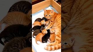 Cat… Are All These Babies Yours?! 😹🐱👶🐾 #cat #catvideos #funny #youtubeshorts #shorts #comedy