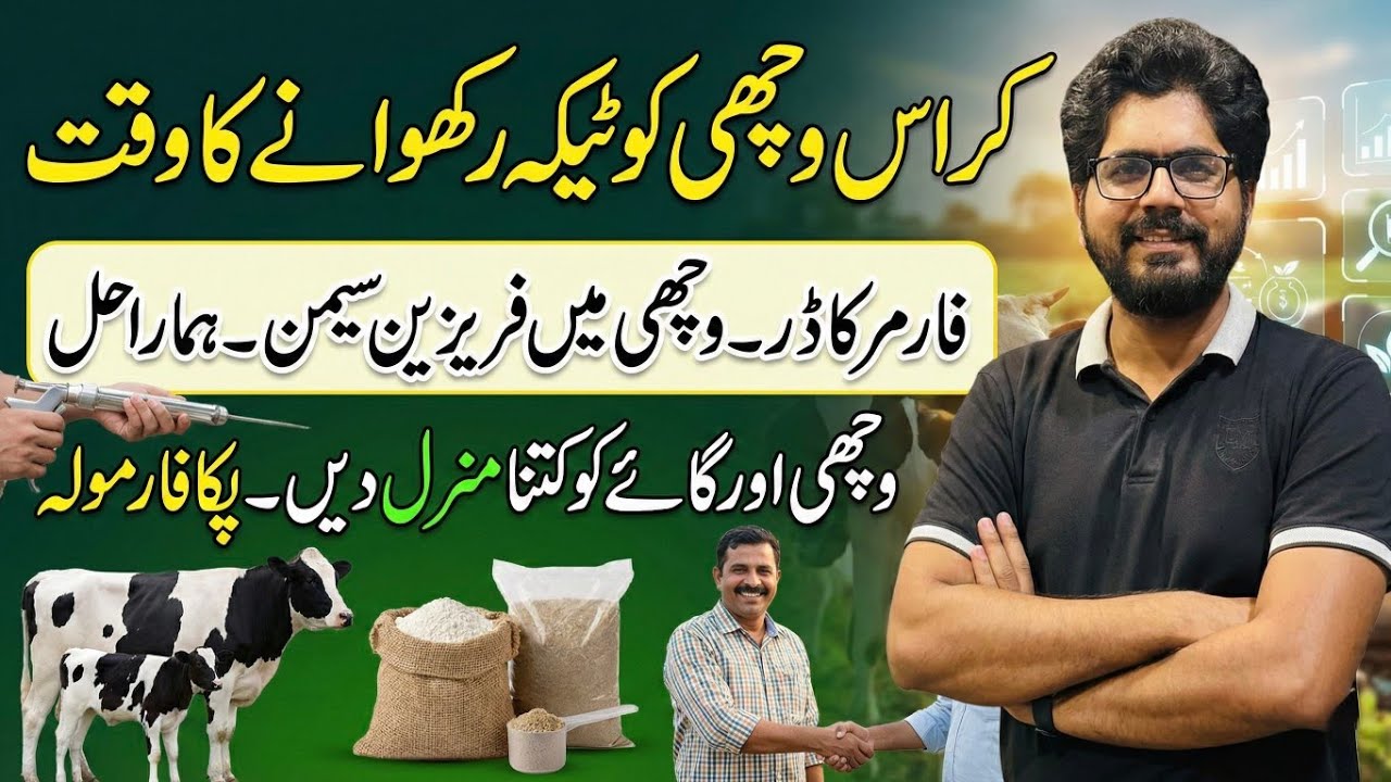 Crossbred heifer ko semen rakhwany ka time II Janwaro ki mineral kitna dain II Dr. MUZZAMMIL 