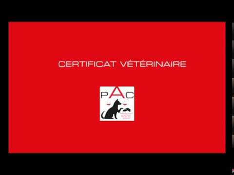 Vidéo: Comment Obtenir Un Certificat Vétérinaire