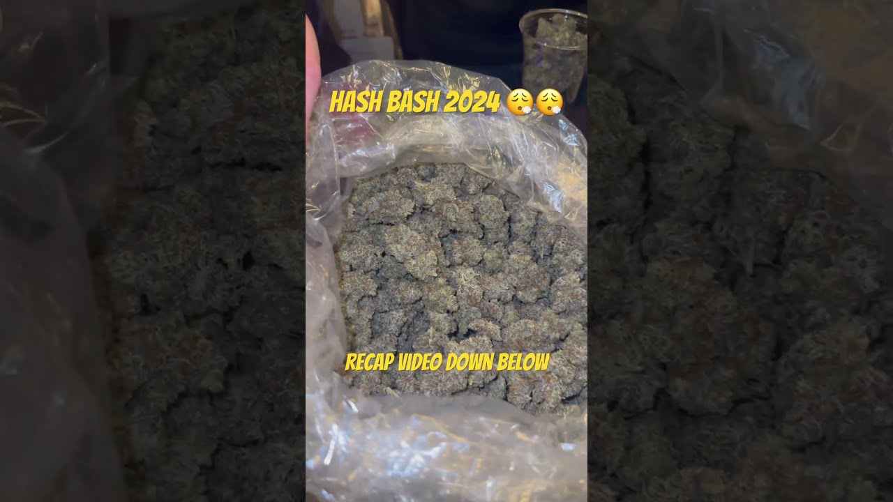 Hash Bash 2024 😮‍💨 #short #shorts #shortvideo #shortsvideo