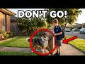 Dog Won't Let Boy Leave House… What They Found Seconds Later Changes Everything! #dogstory