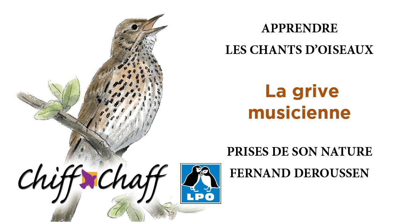 Appeau Grive musicienne - Ornithologie - Oiseaux/Appeaux - oiseaux