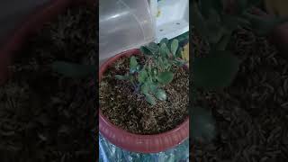 Paano Palalaguin Ang Jade Plant