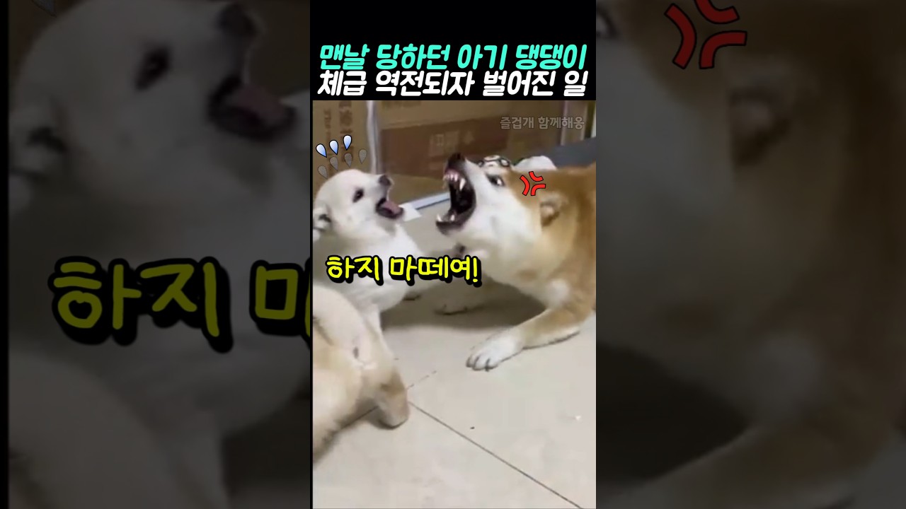 맨날 당하던 아기 댕댕이.. 체급 역전되자 벌어진 일