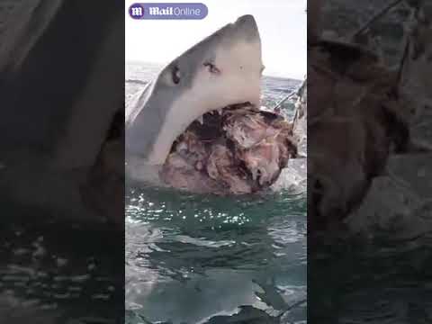 Нападение большой белой акулы