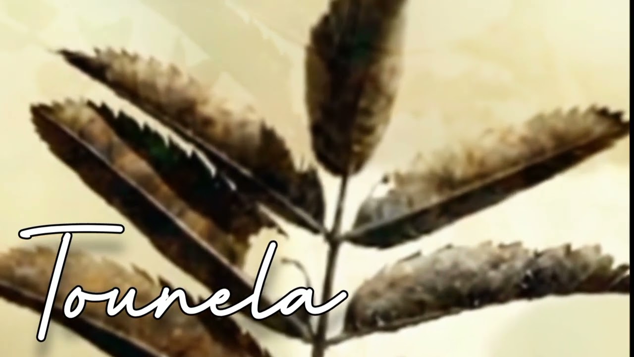 Tounela - Gothic Plant that Glows in Darkness 