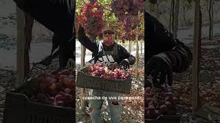 tutorial como cosechar correctamente las uvas para pasas🍇 #novedades #trabajo #cosecha #parati