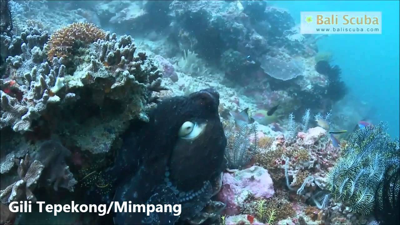 Diving at Gili Tepekong with Bali Scuba