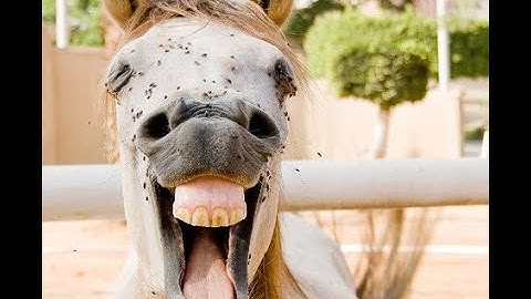 rust , 11 years of glitches