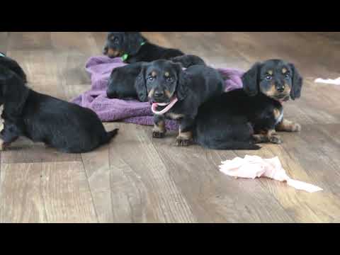 Dachshund Puppies Craigslist