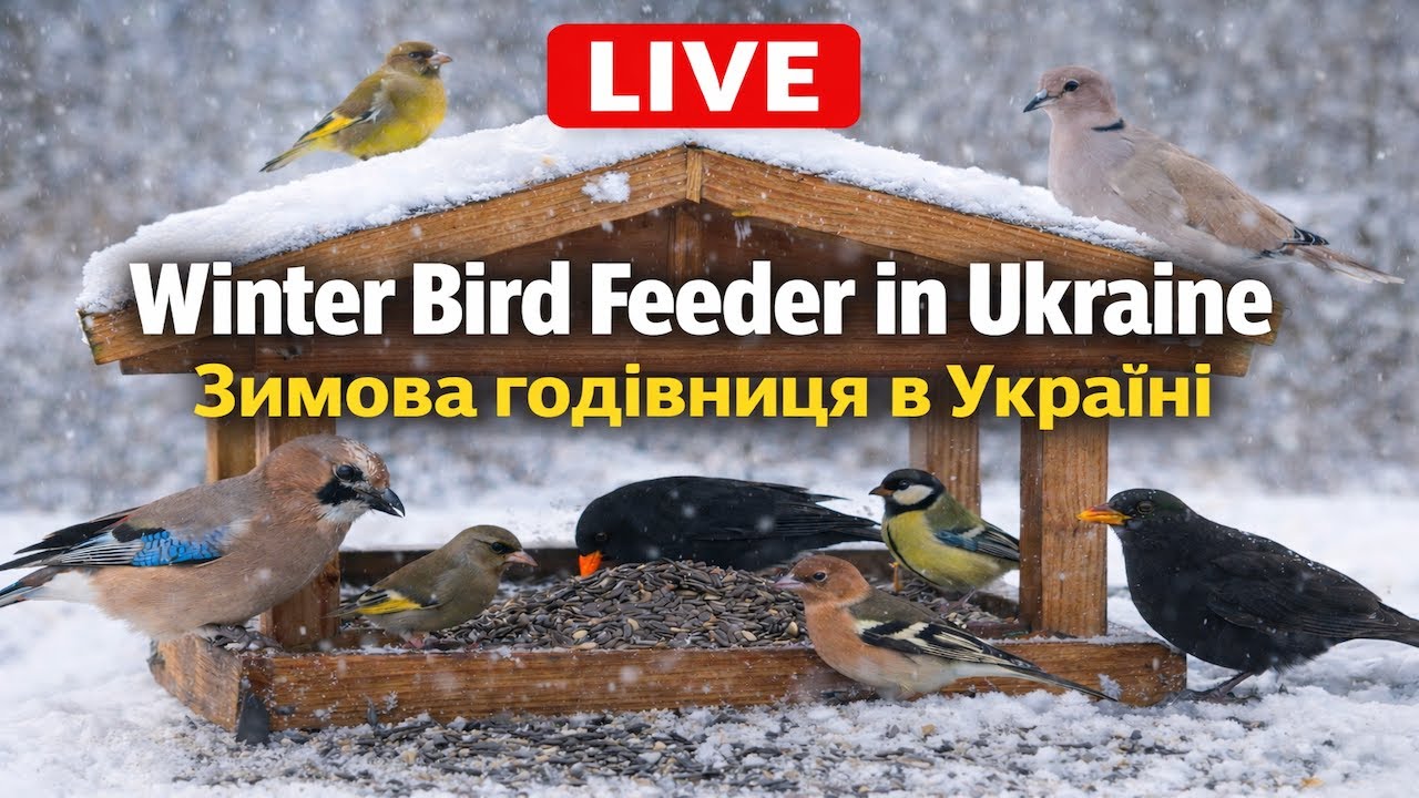 LIVE Winter Bird Feeder in Ukraine | Зеленяки, Синиці, Дрозди біля дому