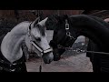 On || Equestrian Motivational Music Video