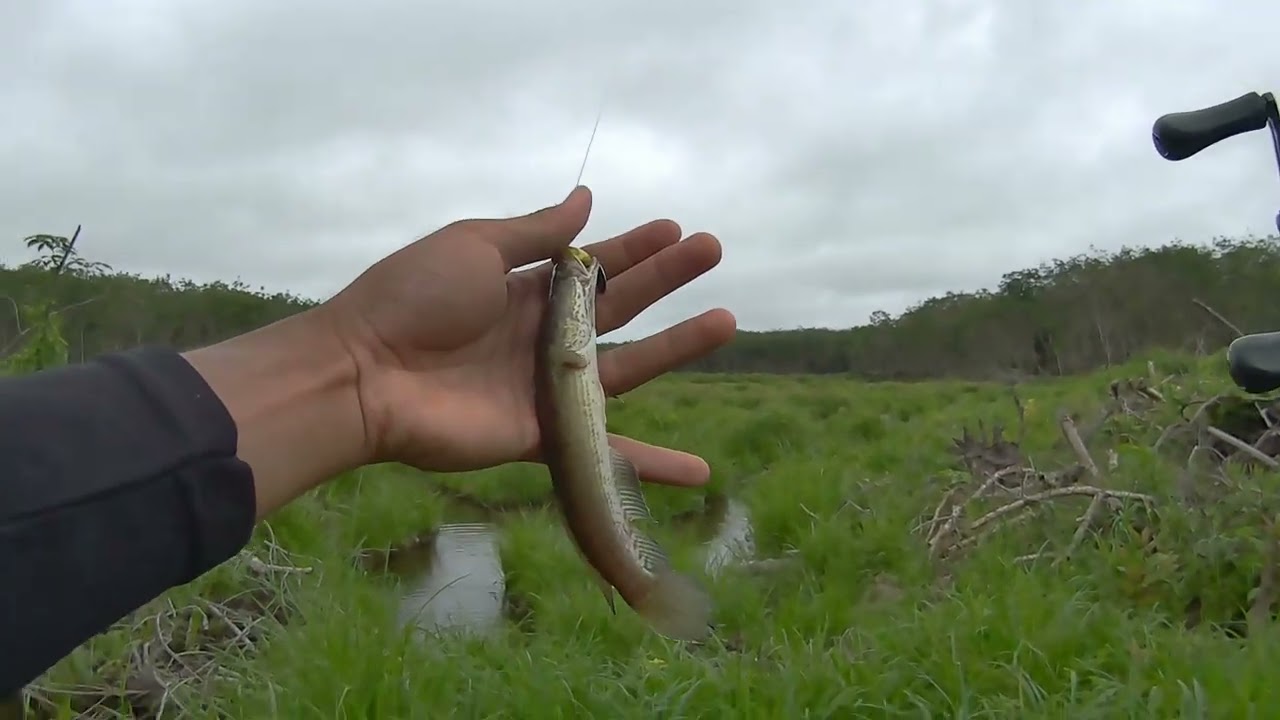 Full strike gabus part 20  #casting #fishing #slxdc #kocolan #mancing #snakehead #fyp