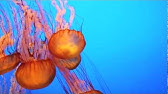 calming jellyfish - YouTube