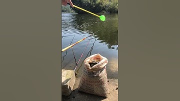 Cách xả mồi ốc câu đài trắm đen tự nhiên 🐟 #1 #fishing #shorts