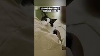 Famous These Cats Went to Prison… and Changed Lives Forever 🐾 | MeowMate Program Profile